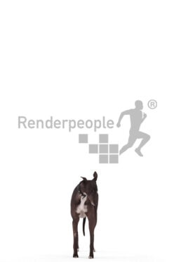 Posed 3D Dog model for renderings – spanish greyhound, standing