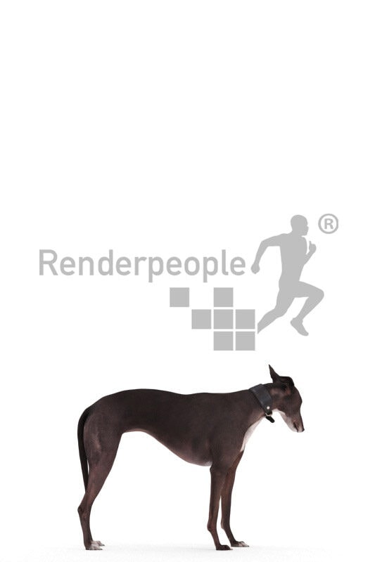 Posed 3D Dog model for renderings – spanish greyhound, standing