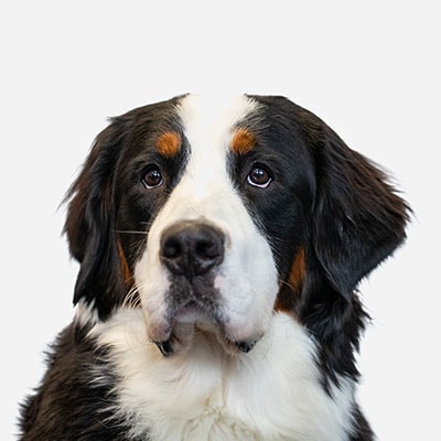 Portrait of Bernese Mountain Dog